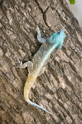 Acanthocercus atricollis