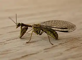 Fotografia de um Neuroptera Mantispidae da espécie Spaminta minjerribae.