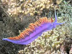 Flabellina iodinea