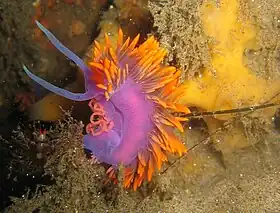 Flabellina iodinea, um nudibrânquio.