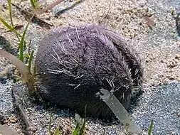 Spatangus purpureus.