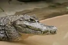 Caiman crocodilus