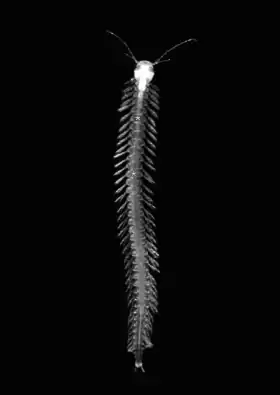 Speleonectes tanumekes, um Remipedia.