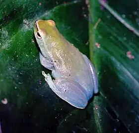 Sphaenorhynchus lacteus