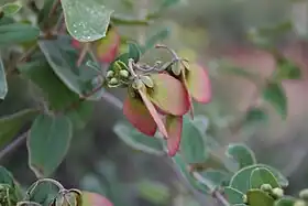 Sphedamnocarpus galphimiifolius