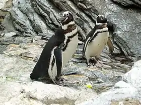 Dois pinguins-de-Magalhães no Oceanário de Lisboa
