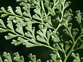 Sphenomeris chinensis (L.) Maxon, exemplo de Lindsaeaceae