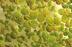 Spirodela polyrhiza (maior) comparada com Landoltia punctata (mais pequena).