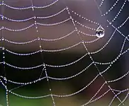 Catenárias em uma teia de aranha