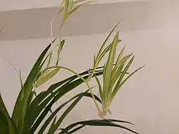 A picture of a spider plant's plantlets and budding flowers.