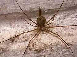 Hersiliidae (Índia).