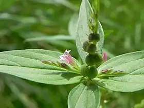 Spigelia anthelmia no Parque Olhos D'Água, em Brasília, no Brasil