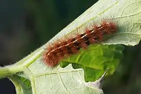 Larva