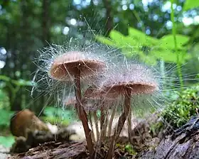 Spinellus fusiger crescendo sobre Mycena&nbsp;haematopus