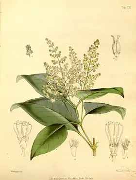 Spiraeanthemum katakata