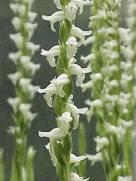 Spiranthes cernua.