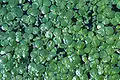 Spirodela polyrhiza.