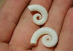 Conchas de Spirula spirula. Estas conchas flutuantes se espalham pelas praias de todo o mundo, mas a lula em si raramente é avistada.