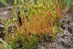 Splachnum sphaericum.