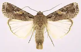Adulto de Spodoptera frugiperda
