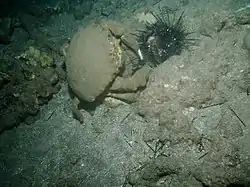 Dromia dormia (Dromioidea: Dromiidae) a alimentar-se de ouriço-do-mar.