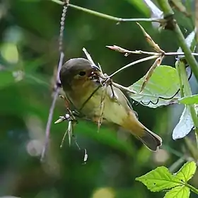 Cigarra-verdadeira fêmea em Parque Estadual Intervales, São Paulo, Brasil