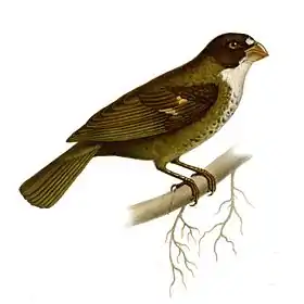 Ilustração de 1868 de Josephe Huët em Nouvelles Archives du Muséum d'histoire Naturelle