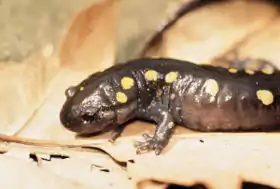 Ambystoma maculatum