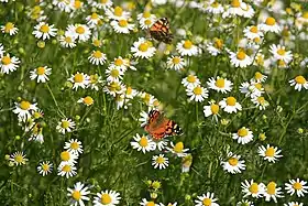 V. carye em Asteraceae.