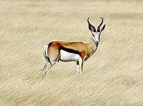 Cabra-de-leque no Parque Nacional Etosha, na Namíbia