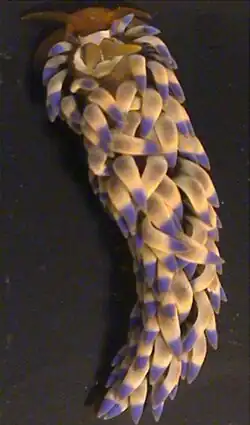 Espécime de Spurilla major (cabeça para cima).