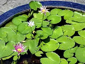 Nymphaea caerulea