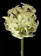 Stackhousia umbellata.