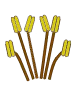 Estames tetradínamos