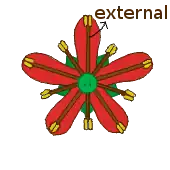 Estames obdiplostémones