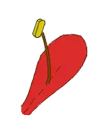 Estame ligado a uma pétala (epipétalo)