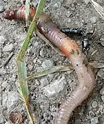 Adulto a predar uma minhoca.