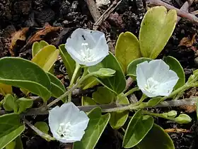 Jacquemontia ovalifolia