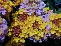 Cultivars de Lantana camara