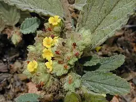Waltheria indica