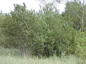 Citharexylum caudatum