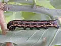 Larva de Agrius cingulata alimentando-se de folhas de N. glauca