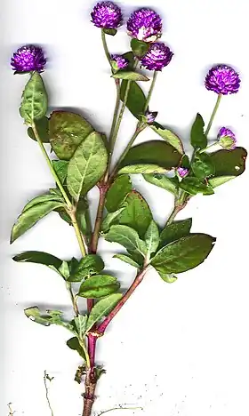 Flores de Gomphrena globosa .