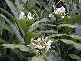 Hedychium flavescens