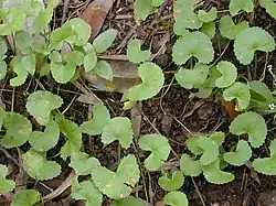 Centella asiatica.