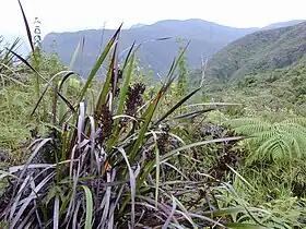 Machaerina angustifolia