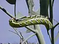 Larva de Manduca blackburni alimentando-se de folhas de N. glauca