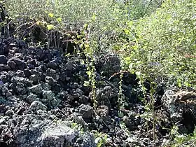 Triumfetta semitriloba