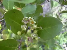 Chrysobalanus icaco leaves and flowers(Forest & Kim Starr (USGS)