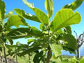 Claoxylon sandwicense